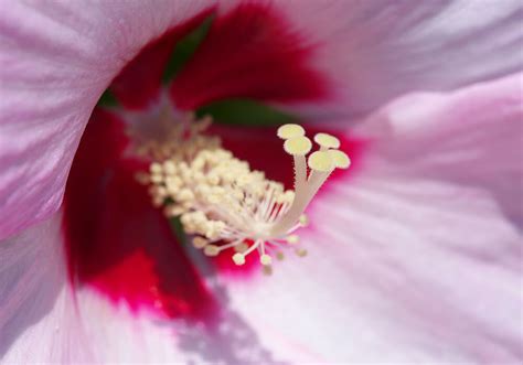 芙蓉種植|芙蓉（フヨウ）の育て方｜美しい花を咲かせる栽培の 